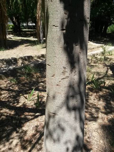 Brachychiton populneus (Malvaceae)